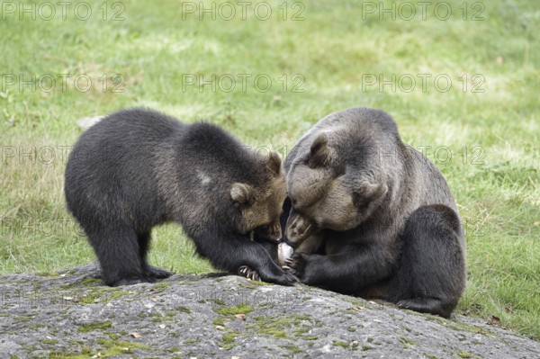 European brown bear (Ursus arctos arctos), female with young, captive, Bavarian Forest, Bavaria, Germany