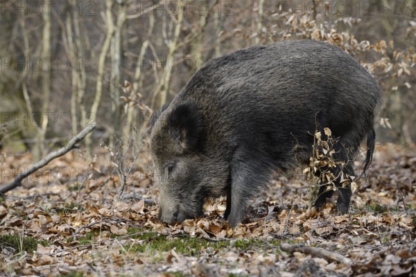 European wild boar (Sus scrofa scrofa), brook, North Rhine-Westphalia, Germany