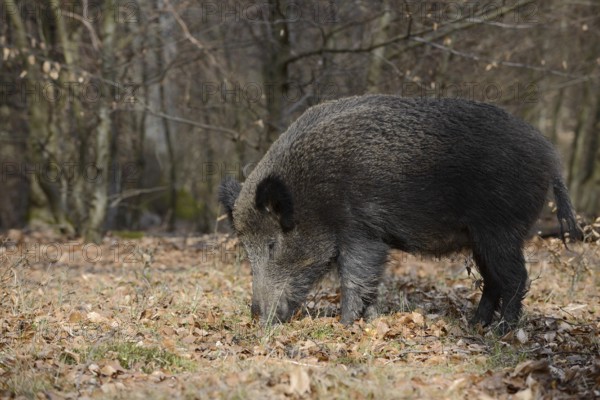 European wild boar (Sus scrofa scrofa), brook, North Rhine-Westphalia, Germany