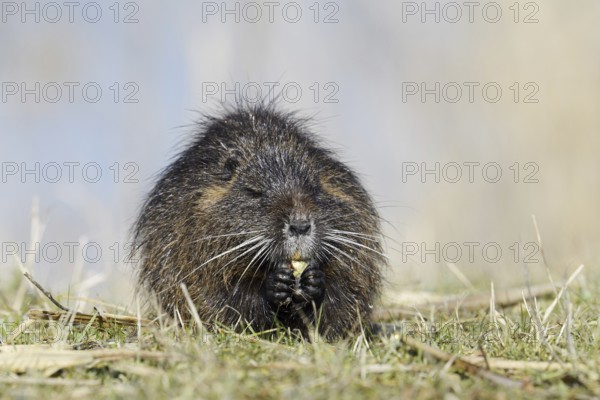 Nutria (Myocastor coypus) sits feeding on the lakeshore, neozoa in Germany, North Rhine-Westphalia, Germany