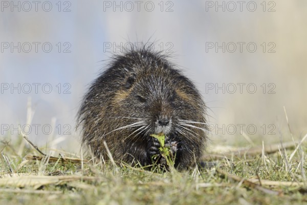 Nutria (Myocastor coypus) sits feeding on the lakeshore, neozoa in Germany, North Rhine-Westphalia, Germany
