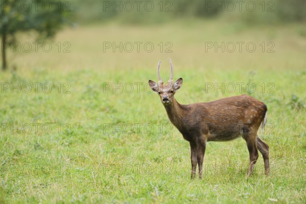 Sika deer (Cervus nippon), spit standing in a meadow, naturalised species, Sauerland, North Rhine-Westphalia, Germany