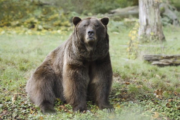 European brown bear (Ursus arctos arctos), captive, Bavaria, Germany