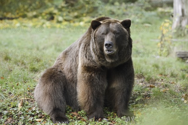 European brown bear (Ursus arctos arctos), captive, Bavaria, Germany