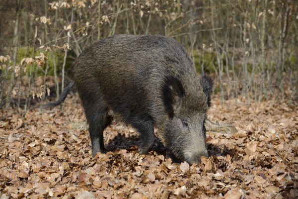 European wild boar (Sus scrofa scrofa), brook, North Rhine-Westphalia, Germany
