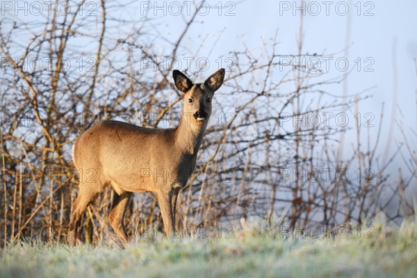 European roe deer (Capreolus capreolus), fawn in winter, Lower Saxony, Germany