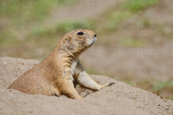 Black-tailed prairie dog (Cynomys ludovicianus) at the burrow, captive, occurrence in North America