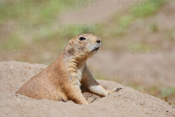 Black-tailed prairie dog (Cynomys ludovicianus) at the burrow, captive, occurrence in North America