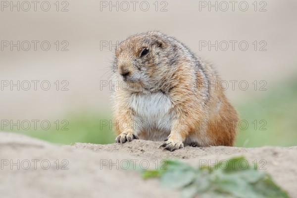 Black-tailed prairie dog (Cynomys ludovicianus), captive, occurring in North America