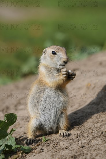 Black-tailed prairie dog (Cynomys ludovicianus), feeding juvenile, captive, occurrence in North America