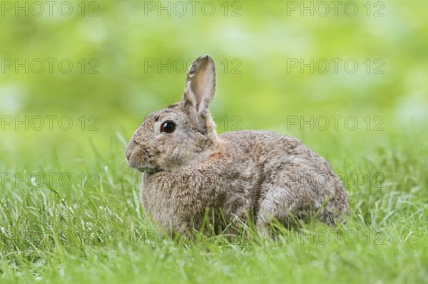 Wild rabbit (Oryctolagus cuniculus) in a meadow, North Rhine-Westphalia, Germany