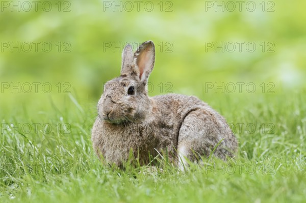 Wild rabbit (Oryctolagus cuniculus) in a meadow, North Rhine-Westphalia, Germany
