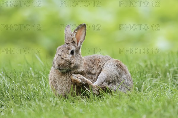 Wild rabbit (Oryctolagus cuniculus) in a meadow, North Rhine-Westphalia, Germany