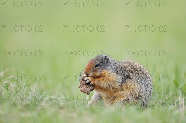 Columbia ground squirrel (Urocitellus columbianus, Spermophilus columbianus) feeding in a meadow, Jasper National Park, Alberta, Canada