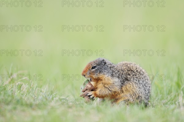 Columbia ground squirrel (Urocitellus columbianus, Spermophilus columbianus) feeding in a meadow, Jasper National Park, Alberta, Canada