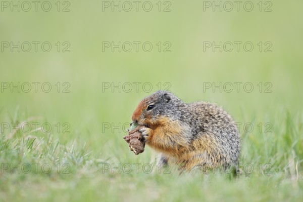 Columbia ground squirrel (Urocitellus columbianus, Spermophilus columbianus) feeding in a meadow, Jasper National Park, Alberta, Canada