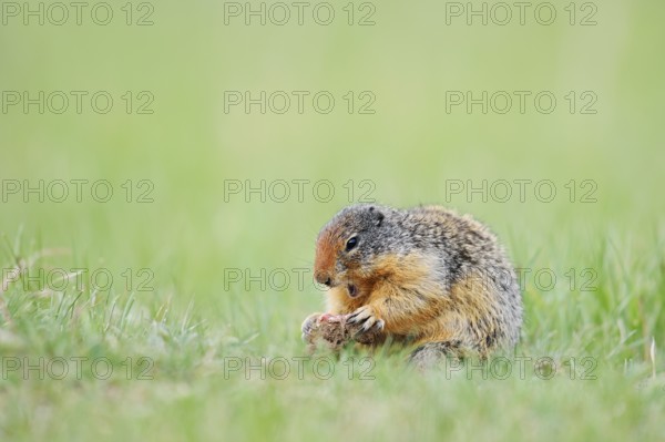 Columbia ground squirrel (Urocitellus columbianus, Spermophilus columbianus) feeding in a meadow, Jasper National Park, Alberta, Canada
