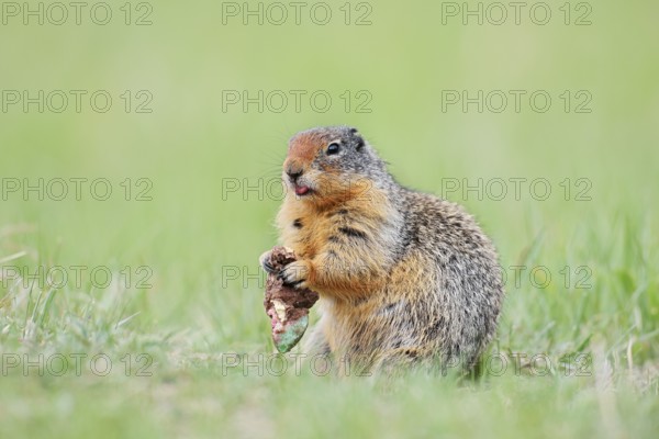 Columbia ground squirrel (Urocitellus columbianus, Spermophilus columbianus) feeding in a meadow, Jasper National Park, Alberta, Canada