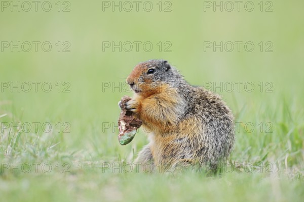Columbia ground squirrel (Urocitellus columbianus, Spermophilus columbianus) feeding in a meadow, Jasper National Park, Alberta, Canada