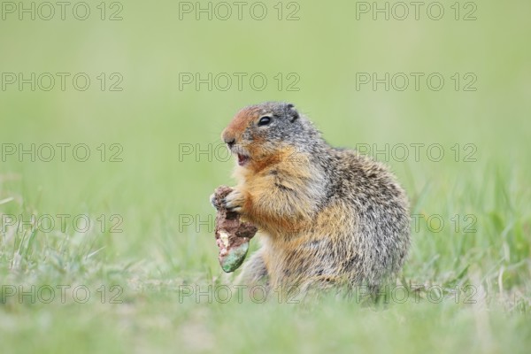 Columbia ground squirrel (Urocitellus columbianus, Spermophilus columbianus) feeding in a meadow, Jasper National Park, Alberta, Canada