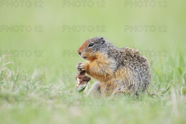 Columbia ground squirrel (Urocitellus columbianus, Spermophilus columbianus) feeding in a meadow, Jasper National Park, Alberta, Canada