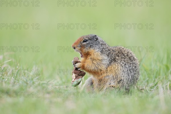 Columbia ground squirrel (Urocitellus columbianus, Spermophilus columbianus) feeding in a meadow, Jasper National Park, Alberta, Canada
