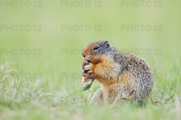 Columbia ground squirrel (Urocitellus columbianus, Spermophilus columbianus) feeding in a meadow, Jasper National Park, Alberta, Canada