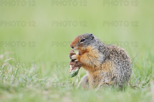 Columbia ground squirrel (Urocitellus columbianus, Spermophilus columbianus) feeding in a meadow, Jasper National Park, Alberta, Canada