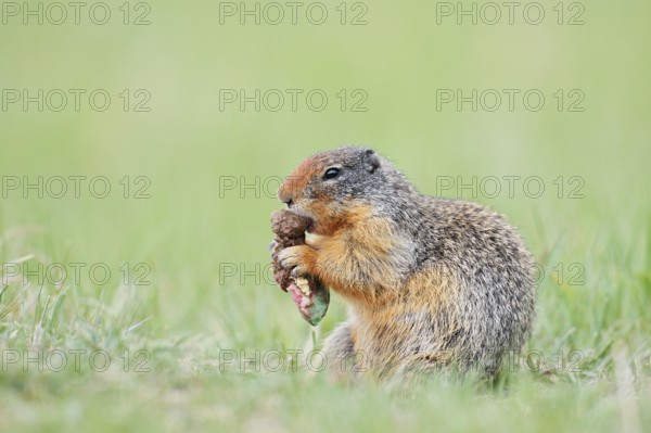 Columbia ground squirrel (Urocitellus columbianus, Spermophilus columbianus) feeding in a meadow, Jasper National Park, Alberta, Canada