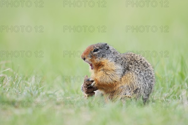 Columbia ground squirrel (Urocitellus columbianus, Spermophilus columbianus) feeding in a meadow, Jasper National Park, Alberta, Canada