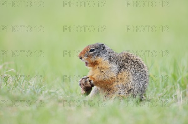 Columbia ground squirrel (Urocitellus columbianus, Spermophilus columbianus) feeding in a meadow, Jasper National Park, Alberta, Canada