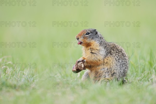 Columbia ground squirrel (Urocitellus columbianus, Spermophilus columbianus) feeding in a meadow, Jasper National Park, Alberta, Canada