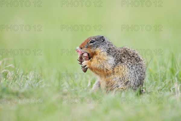 Columbia ground squirrel (Urocitellus columbianus, Spermophilus columbianus) feeding in a meadow, Jasper National Park, Alberta, Canada