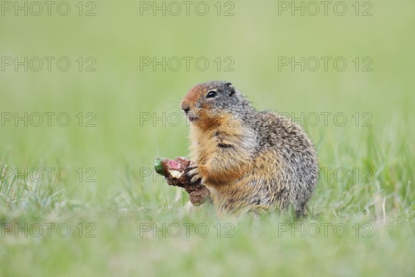 Columbia ground squirrel (Urocitellus columbianus, Spermophilus columbianus) feeding in a meadow, Jasper National Park, Alberta, Canada