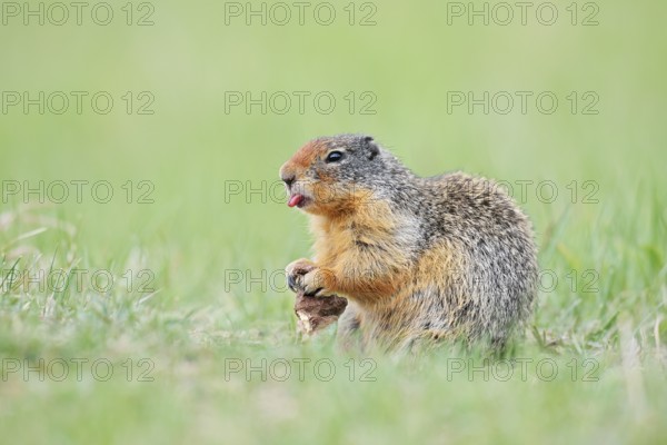 Columbia ground squirrel (Urocitellus columbianus, Spermophilus columbianus) feeding in a meadow, Jasper National Park, Alberta, Canada