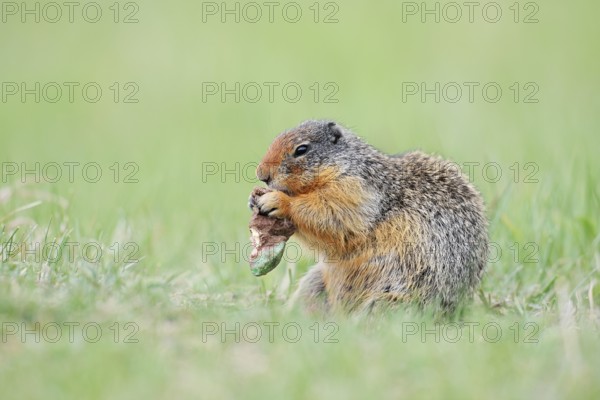 Columbia ground squirrel (Urocitellus columbianus, Spermophilus columbianus) feeding in a meadow, Jasper National Park, Alberta, Canada