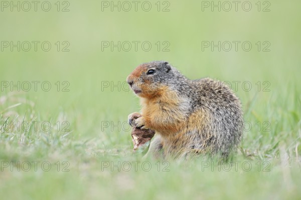 Columbia ground squirrel (Urocitellus columbianus, Spermophilus columbianus) feeding in a meadow, Jasper National Park, Alberta, Canada