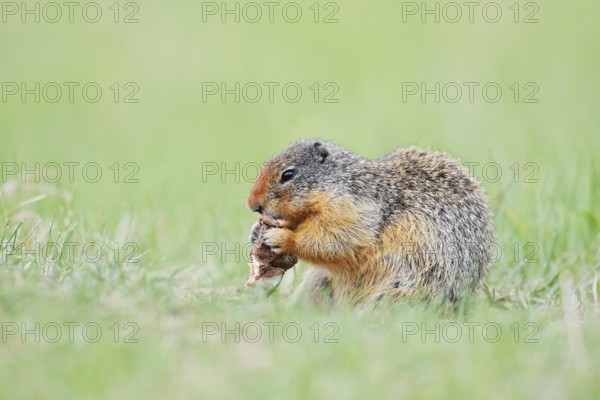 Columbia ground squirrel (Urocitellus columbianus, Spermophilus columbianus) feeding in a meadow, Jasper National Park, Alberta, Canada