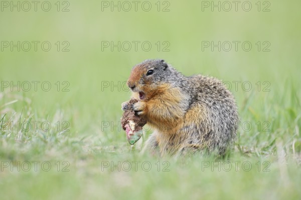 Columbia ground squirrel (Urocitellus columbianus, Spermophilus columbianus) feeding in a meadow, Jasper National Park, Alberta, Canada