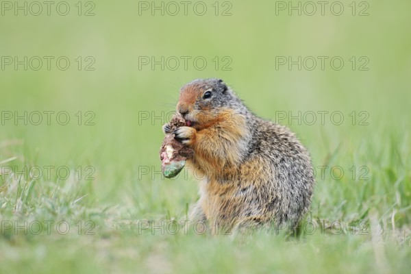 Columbia ground squirrel (Urocitellus columbianus, Spermophilus columbianus) feeding in a meadow, Jasper National Park, Alberta, Canada