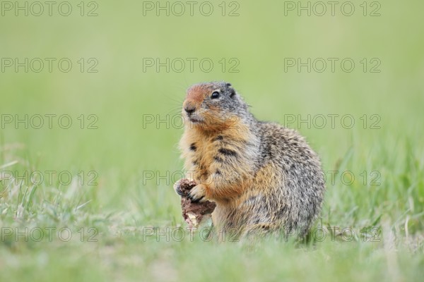Columbia ground squirrel (Urocitellus columbianus, Spermophilus columbianus) feeding in a meadow, Jasper National Park, Alberta, Canada
