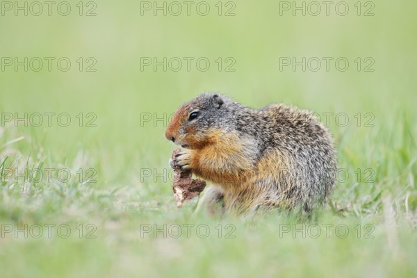 Columbia ground squirrel (Urocitellus columbianus, Spermophilus columbianus) feeding in a meadow, Jasper National Park, Alberta, Canada