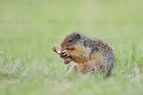 Columbia ground squirrel (Urocitellus columbianus, Spermophilus columbianus) feeding in a meadow, Jasper National Park, Alberta, Canada