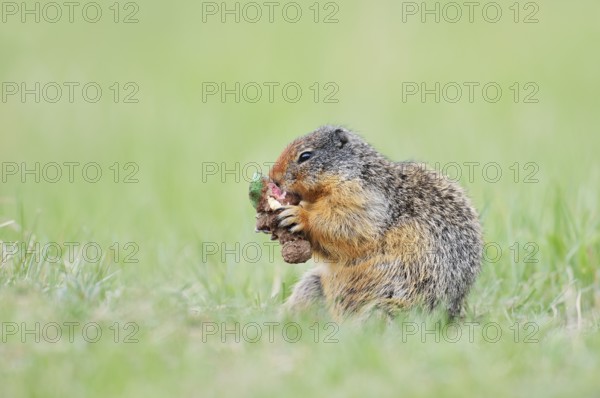 Columbia ground squirrel (Urocitellus columbianus, Spermophilus columbianus) feeding in a meadow, Jasper National Park, Alberta, Canada
