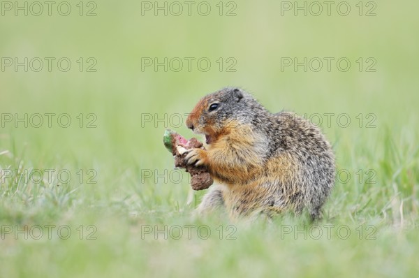 Columbia ground squirrel (Urocitellus columbianus, Spermophilus columbianus) feeding in a meadow, Jasper National Park, Alberta, Canada