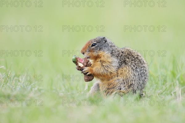 Columbia ground squirrel (Urocitellus columbianus, Spermophilus columbianus) feeding in a meadow, Jasper National Park, Alberta, Canada