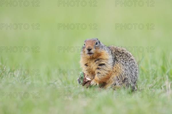 Columbia ground squirrel (Urocitellus columbianus, Spermophilus columbianus) feeding in a meadow, Jasper National Park, Alberta, Canada
