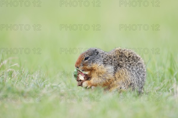 Columbia ground squirrel (Urocitellus columbianus, Spermophilus columbianus) feeding in a meadow, Jasper National Park, Alberta, Canada