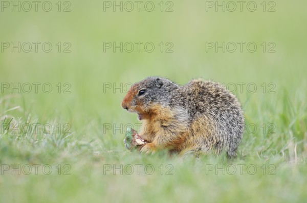 Columbia ground squirrel (Urocitellus columbianus, Spermophilus columbianus) feeding in a meadow, Jasper National Park, Alberta, Canada