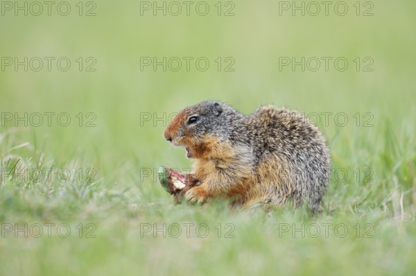Columbia ground squirrel (Urocitellus columbianus, Spermophilus columbianus) feeding in a meadow, Jasper National Park, Alberta, Canada